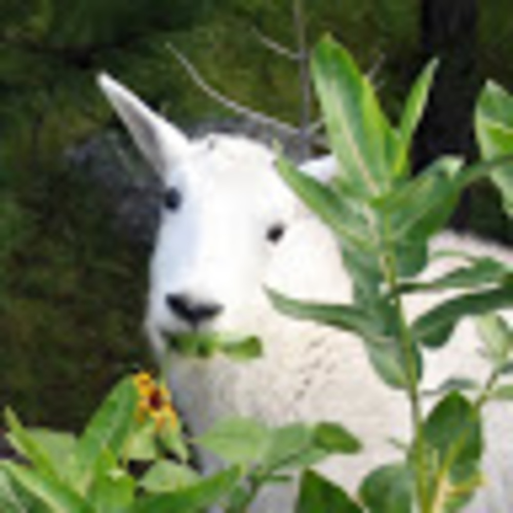 Meet your Posher, Britt